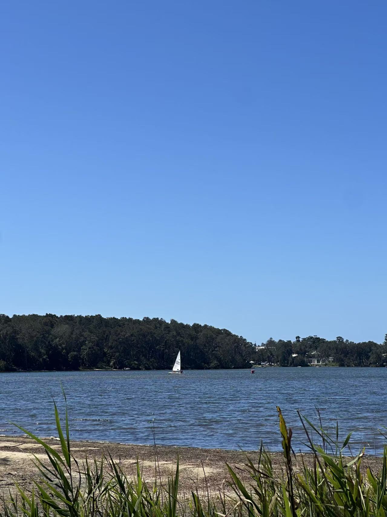 Narrabeen Lagoon Trail: Sydney’s Scenic Dog-Friendly Lakeside Escape