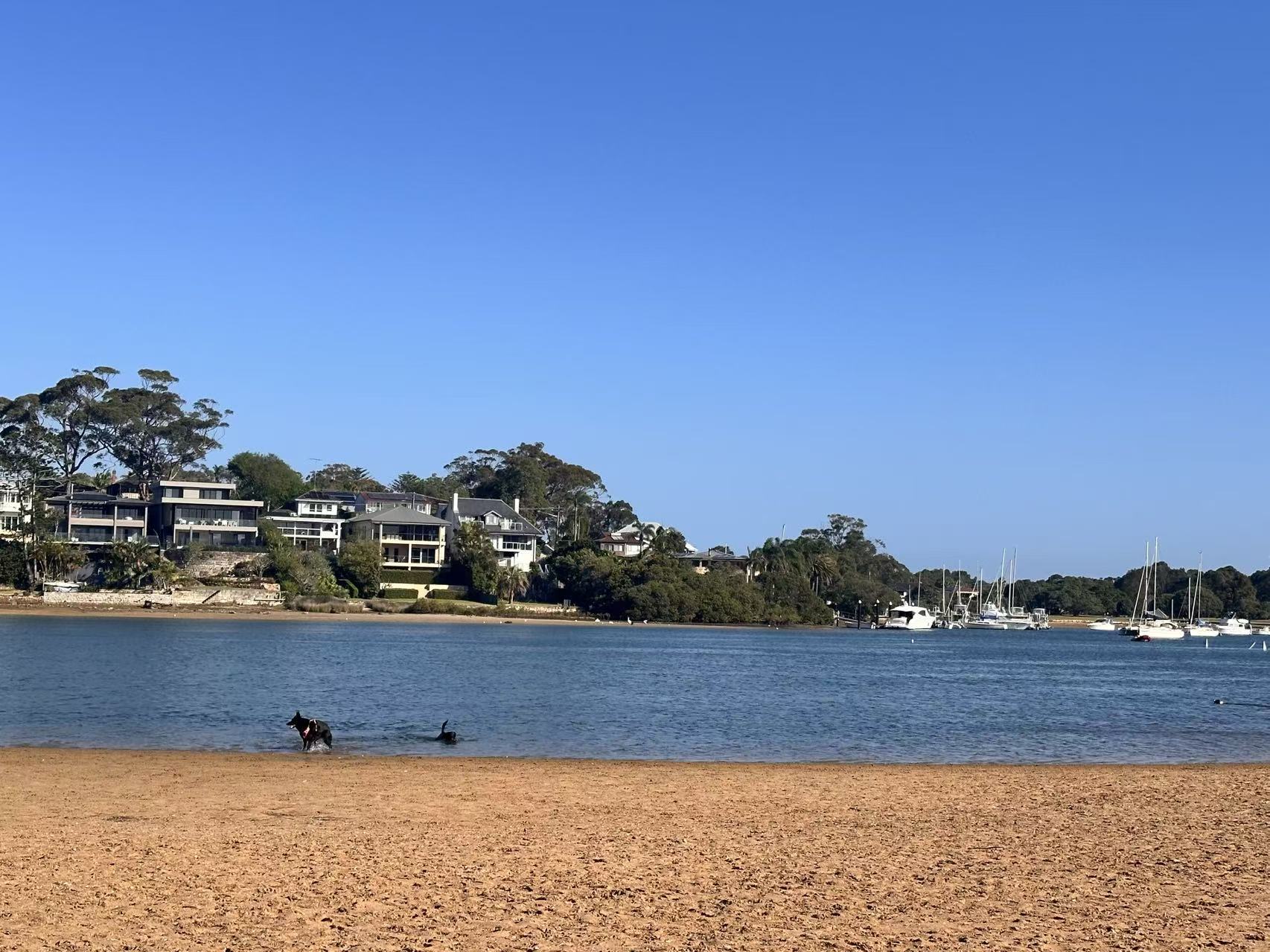 Northern Beaches: 5 Dog-Friendly Walks and Beaches