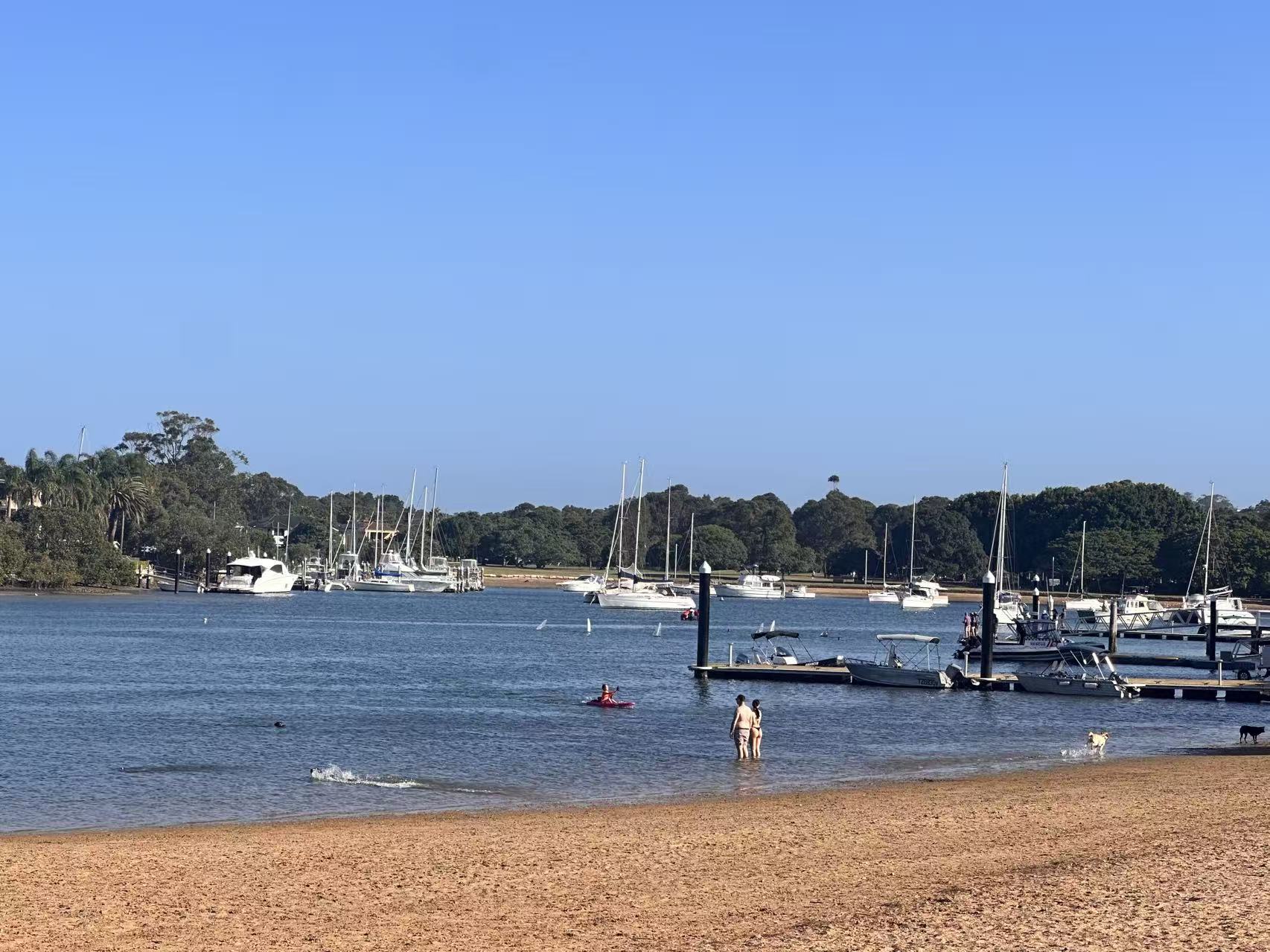 Northern Beaches: 5 Dog-Friendly Walks and Beaches