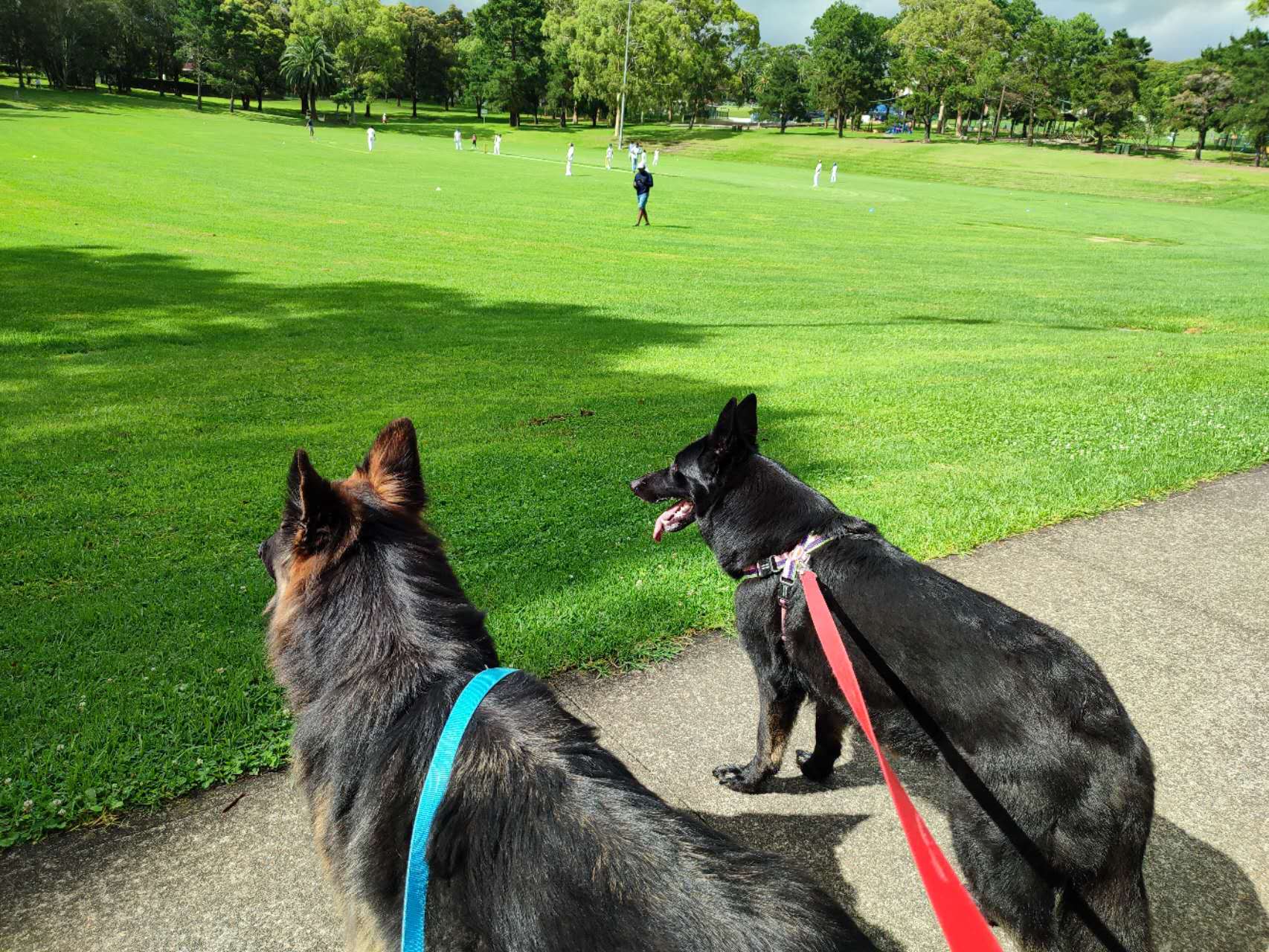 Inner West Dog-Friendly Guide: Walks, Parks, Cafes & Local Routes