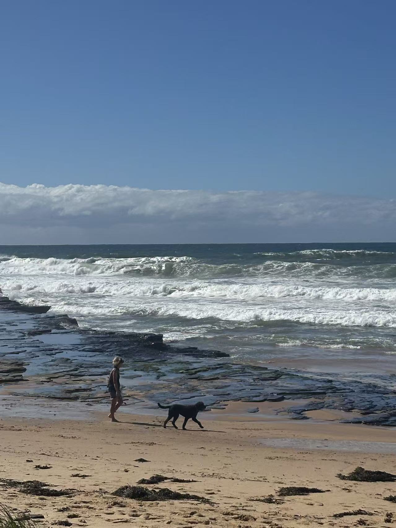 Sharky Beach: A Perfect Day Trip from Sydney with Your Pup – Beaches, Bridges & Small-Town Eats
