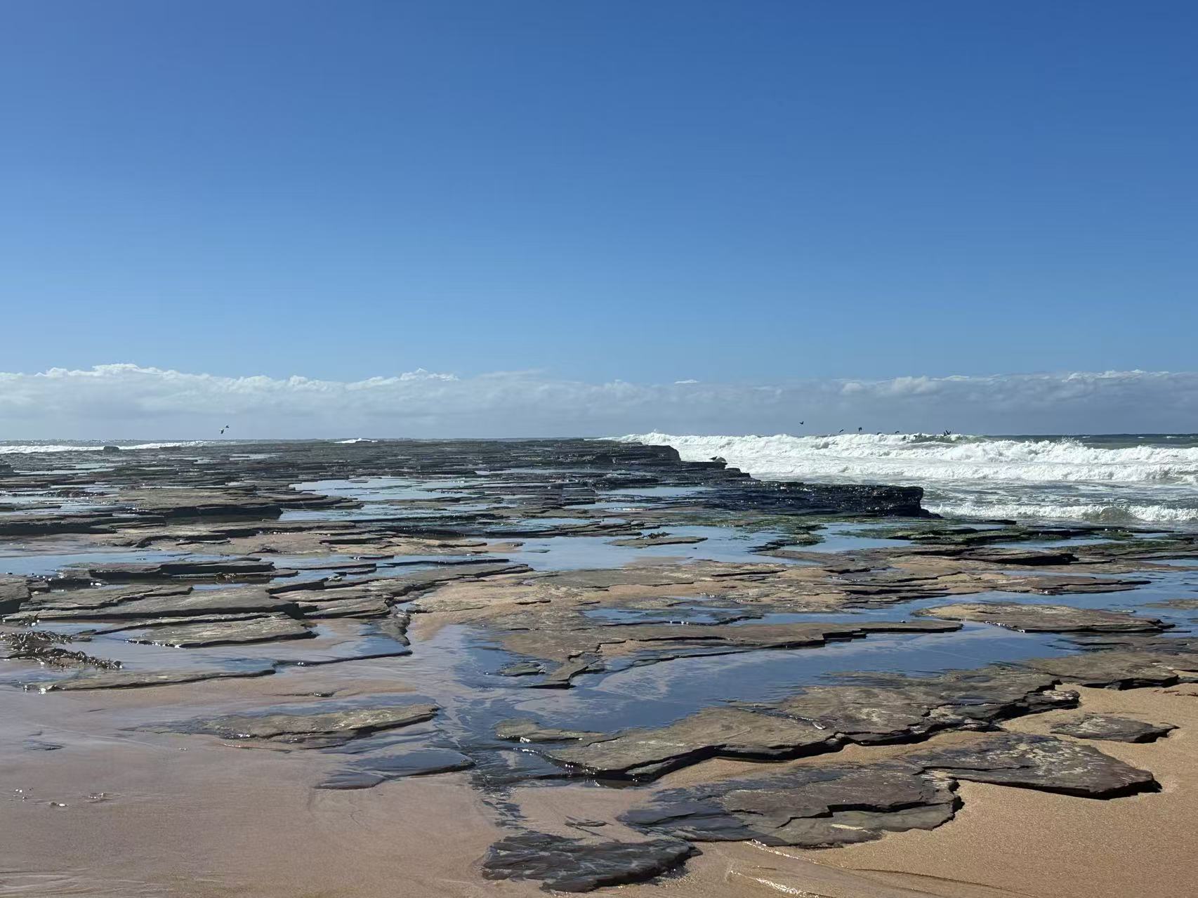 Sharky Beach: A Perfect Day Trip from Sydney with Your Pup – Beaches, Bridges & Small-Town Eats