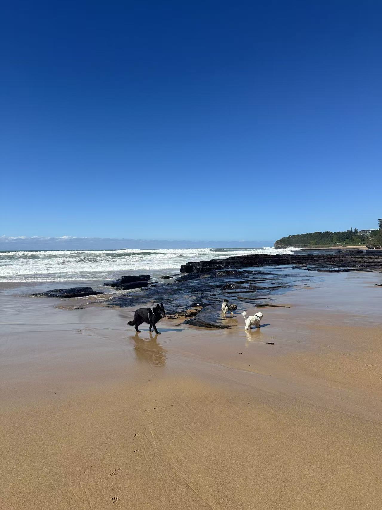 Top 10 Dog-Friendly Beaches in Sydney (2026 Verified)