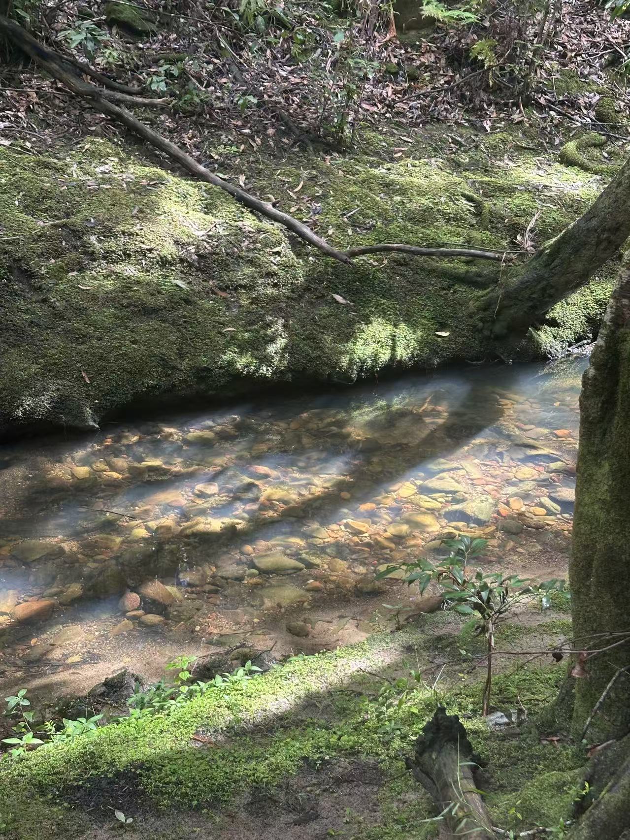 Two Creeks Track: A Sydney Bushland Secret for Leashed Pup Adventures